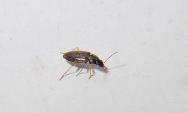 Olisthopus sp. (Carabidae)